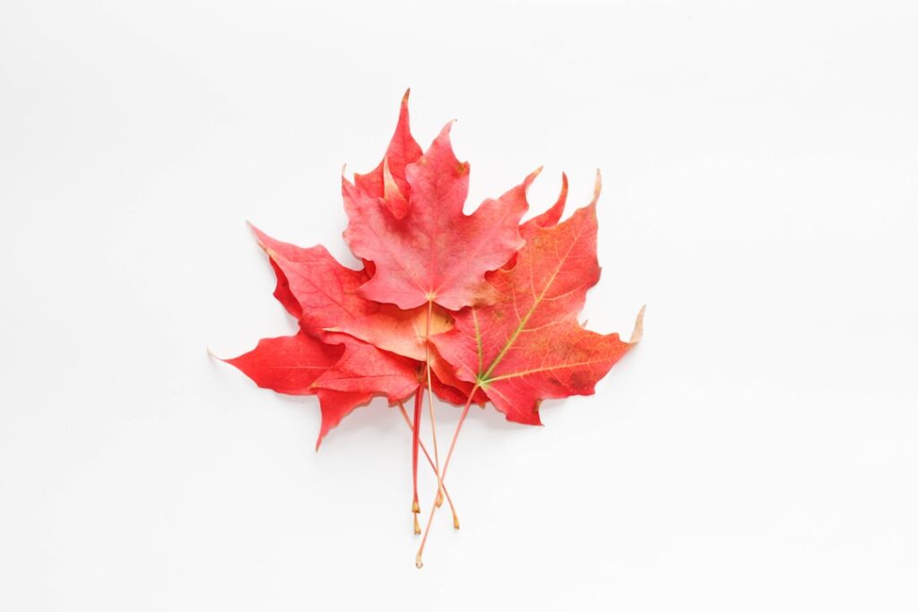 Photo Maple leaf